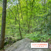 Visuel forêt  - IMG 7042