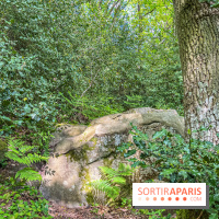 Visuel forêt  - IMG 7041