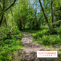 Visuel forêt  - IMG 7032