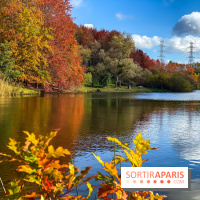 Visuel forêt  - IMG 1104