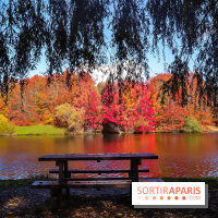 Visuel forêt  - IMG 4757