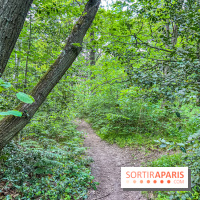 Visuel forêt  - IMG 7050