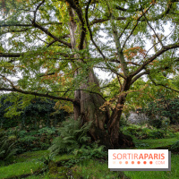 Visuel forêt  -  A7C9611