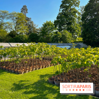 Le Jardin du Parfumeur à Versailles