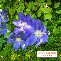 Les Jardins de Sonja au Perray-en-Yvelines -  A7C4990