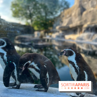 Nocturnes au Parc Zoologique de Paris - IMG 3481