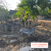 Nocturnes au Parc Zoologique de Paris - IMG 3487