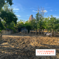 Nocturnes au Parc Zoologique de Paris - IMG 3495