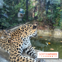 Nocturnes au Parc Zoologique de Paris