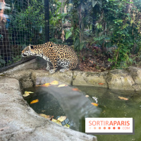 Nocturnes au Parc Zoologique de Paris - IMG 3537