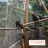 Nocturnes au Parc Zoologique de Paris - IMG 3544