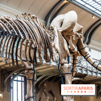 Le mammouth de Durfort restauré au Muséum national d’Histoire naturelle -  A7C7425