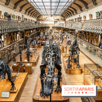 Le mammouth de Durfort restauré au Muséum national d’Histoire naturelle