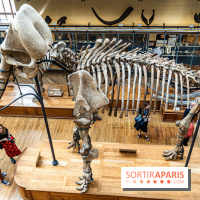 Le mammouth de Durfort restauré au Muséum national d’Histoire naturelle -  A7C7444