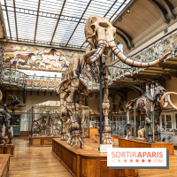 Le mammouth de Durfort restauré au Muséum national d’Histoire naturelle -  A7C7414