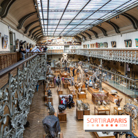 Le mammouth de Durfort restauré au Muséum national d’Histoire naturelle -  A7C7431