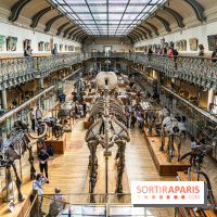 Le mammouth de Durfort restauré au Muséum national d’Histoire naturelle
