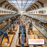 Le mammouth de Durfort restauré au Muséum national d’Histoire naturelle -  A7C7432