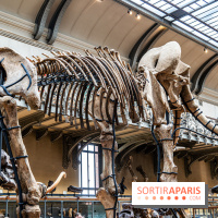 Le mammouth de Durfort restauré au Muséum national d’Histoire naturelle -  A7C7424