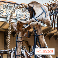 Le mammouth de Durfort restauré au Muséum national d’Histoire naturelle -  A7C7426