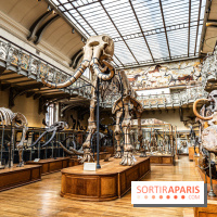 Le mammouth de Durfort restauré au Muséum national d’Histoire naturelle -  A7C7409