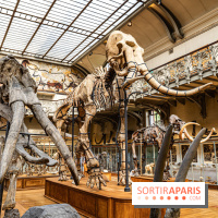 Le mammouth de Durfort restauré au Muséum national d’Histoire naturelle