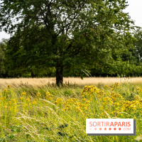 Base de loisirs de Saint-Quentin-en-Yvelines - Ile de loisirs de Trappes - activités -  A7C7322