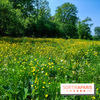 Balade nature dans la forêt de Montmorency, nos photos