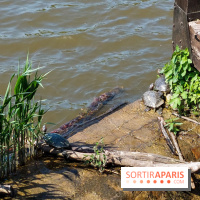 Balade nature dans la forêt de Montmorency, nos photos
