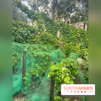 Vignes vendanges - visuels - image00017