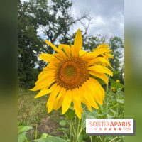 Le long de l'Oise, entre Auvers-sur-Oise et l'Isle-Adam - image00066