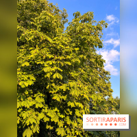 Le long de l'Oise, entre Auvers-sur-Oise et l'Isle-Adam - image00017