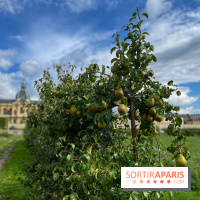Potager du Roi