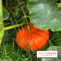 Potager du Roi - IMG 4257