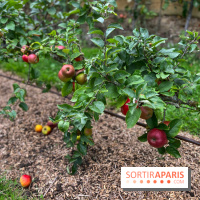 Potager du Roi