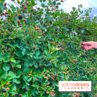 La ferme de Saint-Cyr l'Ecole - image00078