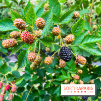 La ferme de Saint-Cyr l'Ecole - image00076