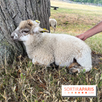 La ferme de Saint-Cyr l'Ecole - image00073