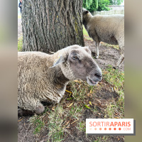La ferme de Saint-Cyr l'Ecole - image00074