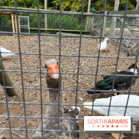 La ferme de Saint-Cyr l'Ecole - image00065