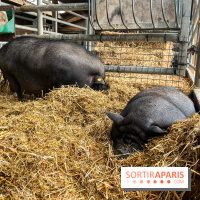 La ferme de Saint-Cyr l'Ecole - image00059