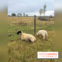 La ferme de Saint-Cyr l'Ecole - image00038
