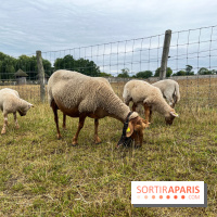La ferme de Saint-Cyr l'Ecole - image00033