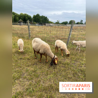 La ferme de Saint-Cyr l'Ecole - image00034