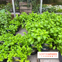 La ferme de Saint-Cyr l'Ecole - image00016