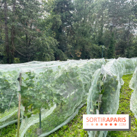 Le parc Georges Brassens, pour se croire à la campagne dans le 15e - image00027