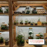 Boby la Plante