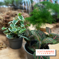 Boby la Plante