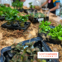 Boby la Plante - IMG 4343