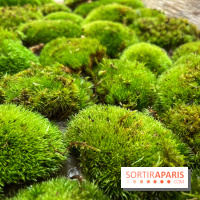 Boby la Plante - IMG 4345